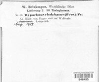 Thelephora atra image